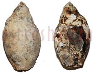 Heera Shankh 0151 48